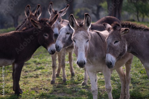 Six donkeys looking at the camera Fototapet