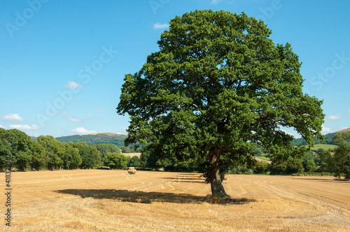 Old chestnut tree in a summer meadow.