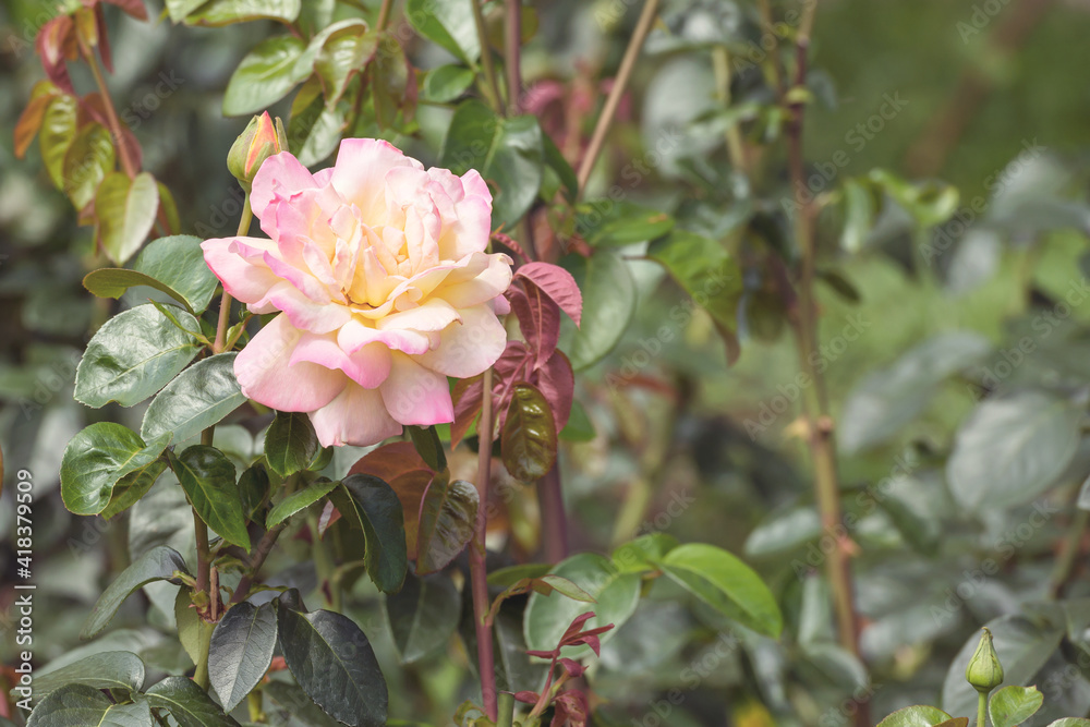 Beautiful hybrid rose in the botanical garden of Kiev, Ukraine.