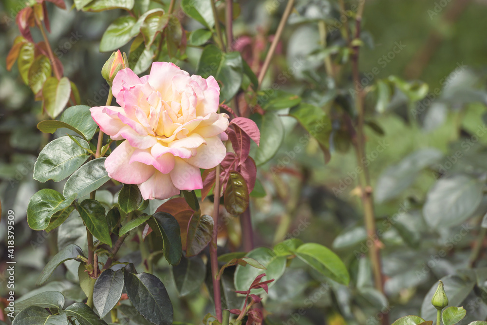 Beautiful hybrid rose in the botanical garden of Kiev, Ukraine. Beautiful hybrid rose in the botanical garden of Kiev, Ukraine.