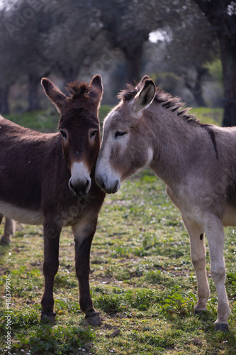Two donkeys standing close together