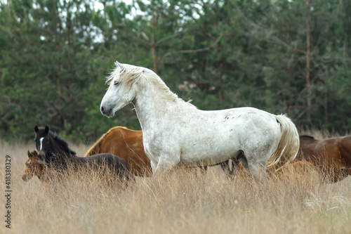 Wild white horse with herd on background. © Igor