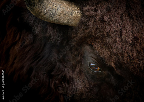 Bull portrait closeup. American buffalo head. Eye of huge bison.