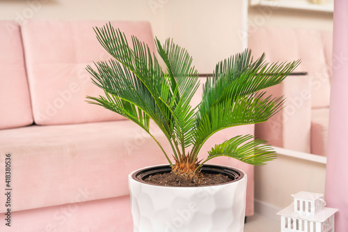 cycas Revoluta flower in a white flowerpot at home close-up, in the interior, a pink sofa and a mirror in the background