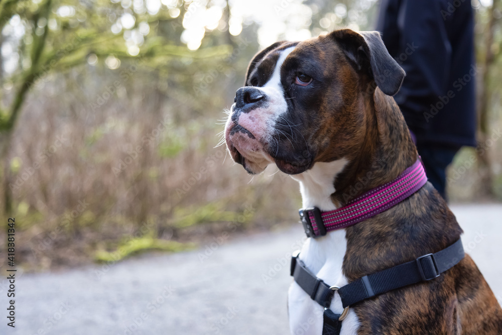 Man walking a cute boxer dog on the hiking trail in the neighborhood park. Taken in Surrey, Greater Vancouver, British Columbia, Canada.