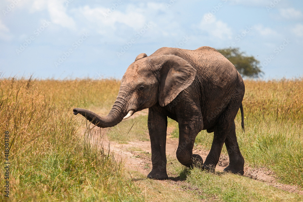 Fototapeta premium African bush elephant