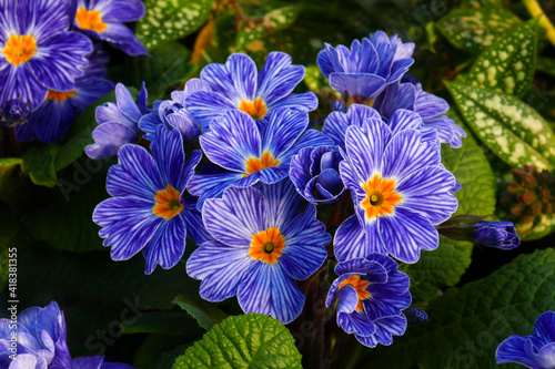 Primula, Blue Zebra photo