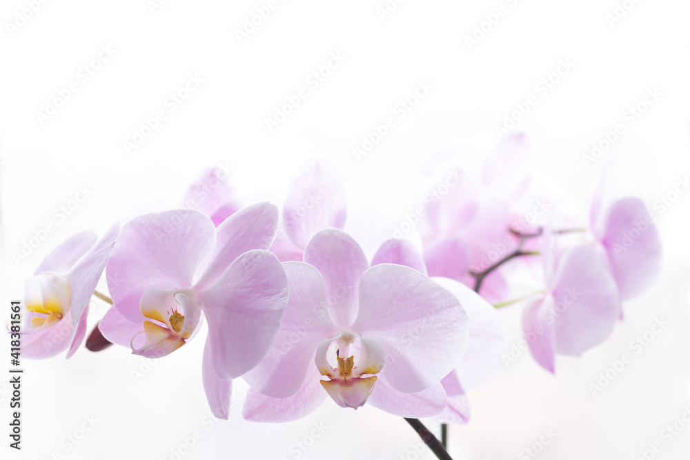Fototapeta premium Light pink orchid flower branch background close-up