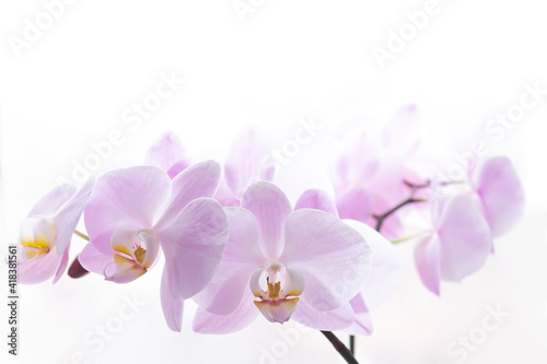 Light pink orchid flower branch background close-up