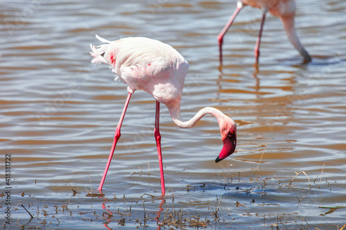 Lesser flamingo photo