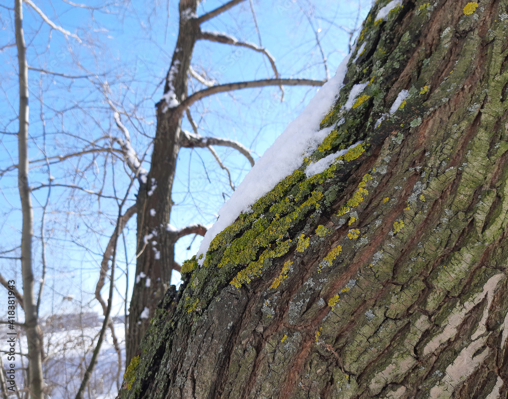 trunk of an old tree with moss on a background of blue sky close trunk of an old tree with moss on a background of blue sky close