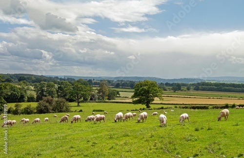 Sheep grazing in a summertime meadow in England.