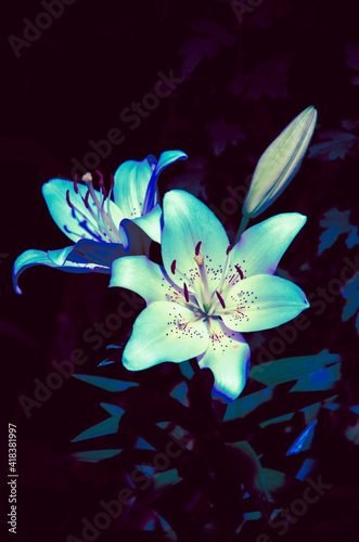 Blue lily flowers close up nature background