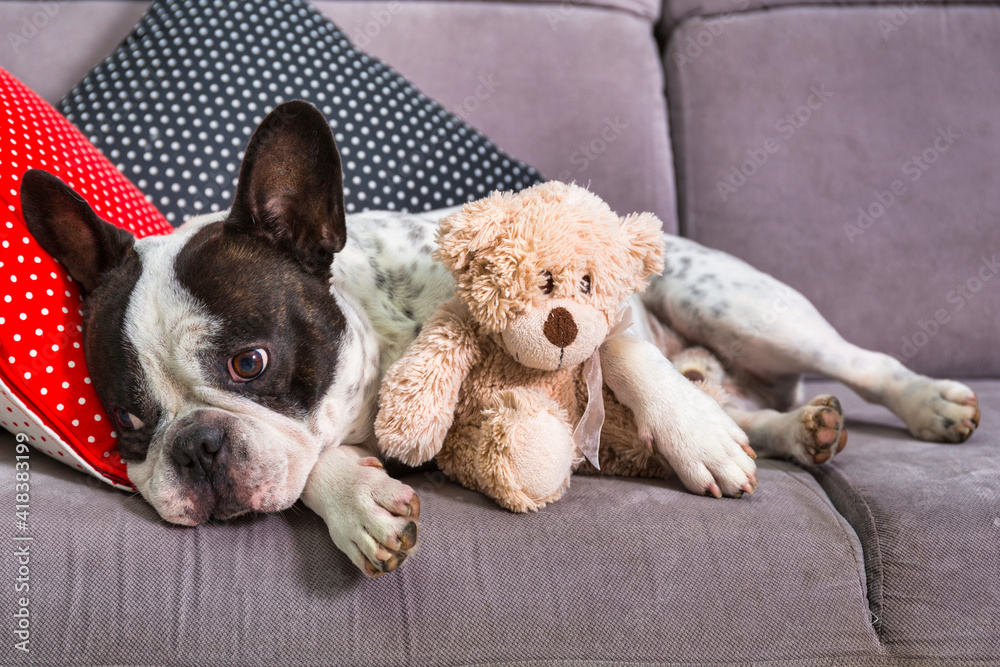 French bulldog sleeping on the coach with teddy bear French bulldog sleeping on the coach with teddy bear