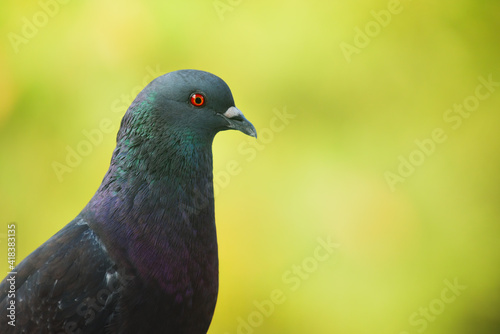 Close up portrait of a common pigeon.