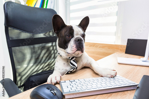French Bulldog sits at a desk in an office and works on a computer