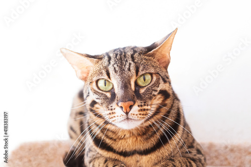 Portrait of a cat of Bengal breed on a light background. Pets concept.