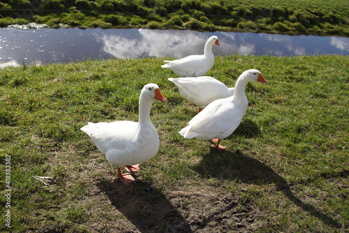 White domestic geese together near a ditch. In the Dutch village of Bergen. Late winter. March. © Thijs de Graaf