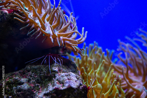 Nice vivid red sea Rhynchocinetes durbanensis dancing shrimp in saltwater tank photo