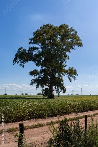 Arbol grande al lado de la ruta.