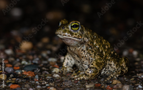 Kreuzkröte - natterjack toad (Epidalea calamita)