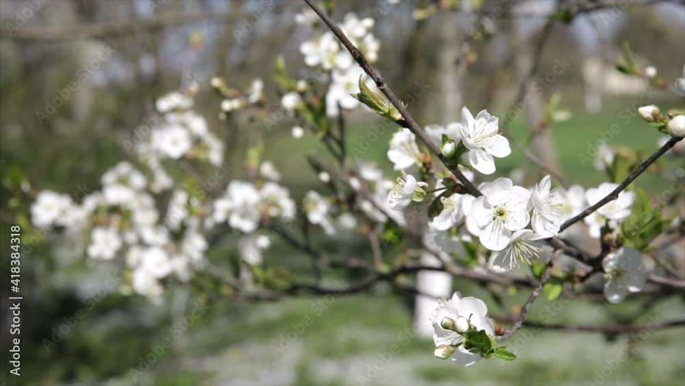 Beautiful Spring Flowers blossoming closeup Beautiful Spring Flowers blossoming closeup