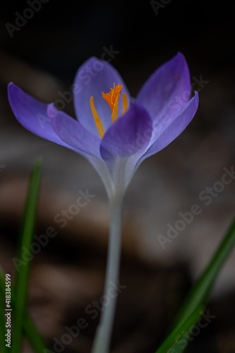 Purple crocus in the forest in February