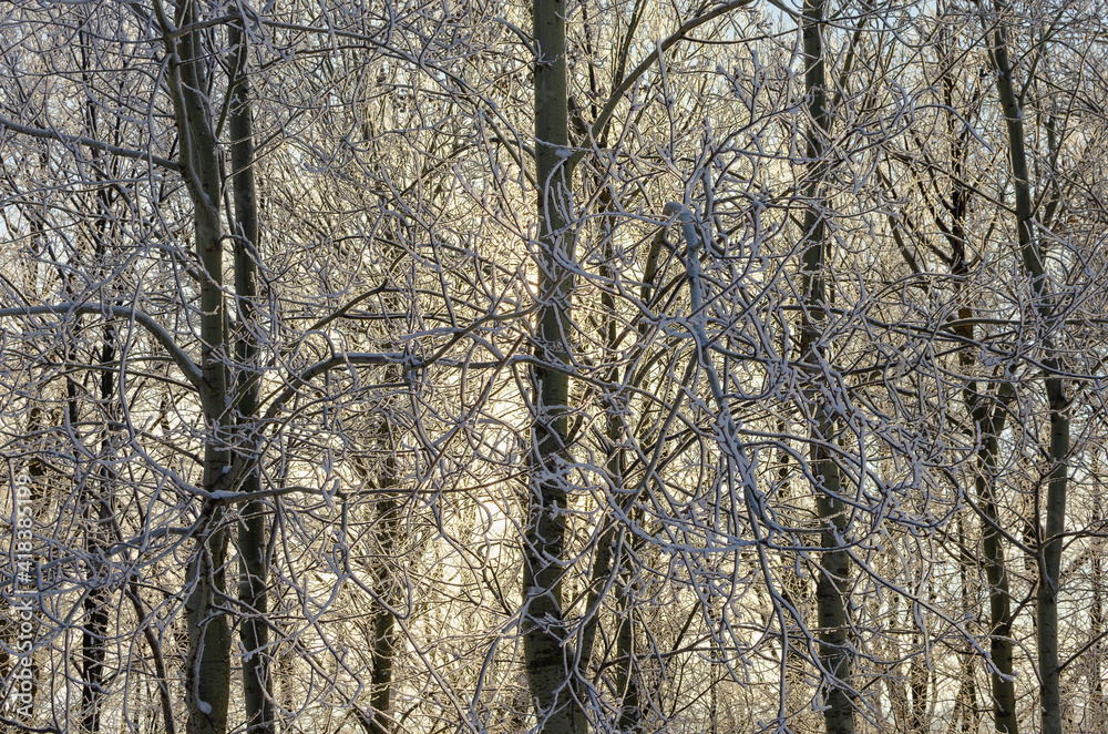 Snowy tree and sunbeams through trunks and branches.