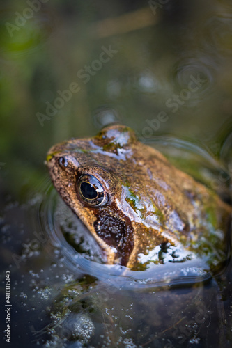 Frog sitting in a pond