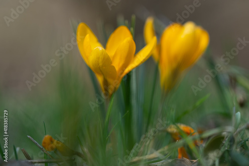 Group of yellow crocus in the forest in February