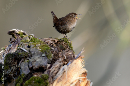 Eurasian wren // Zaunkönig (Troglodytes troglodytes) photo