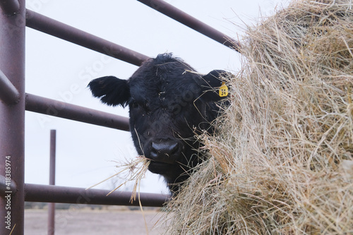 Valokuva Black angus calf hiding behind hay while eating on beef farm.