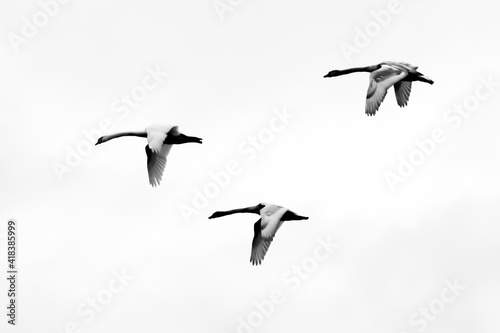 Silhouettes of flying swans, black white picture