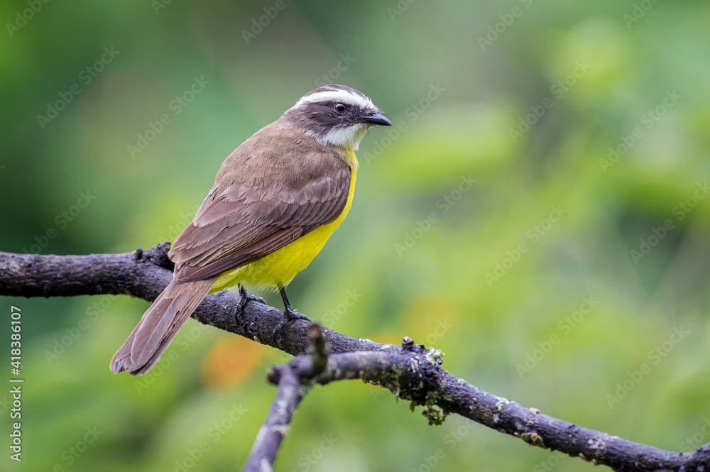 Flycatcher resting on a dry branch Flycatcher resting on a dry branch