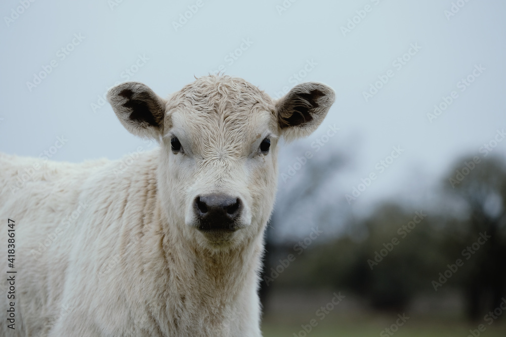 Fototapeta premium Charolais beef bull calf portrait close up with blurred background on farm.