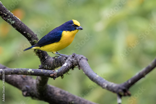 Small blue and yellow bird perched on a dry branch