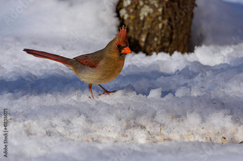 Cardinal Foraging For Food In Snow-8972 © Keith