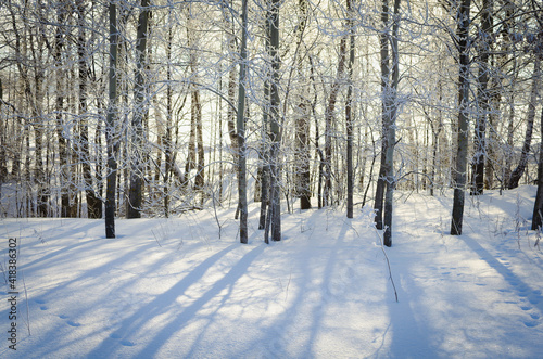 Snow-covered trees through which the light from the sun passes.
