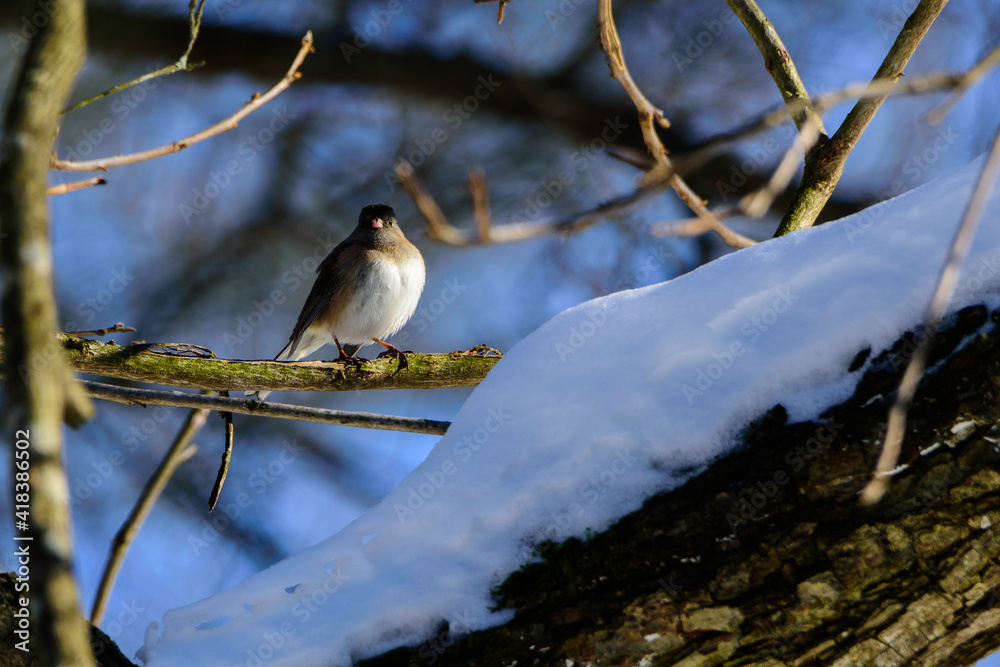 Obraz premium Dark Eyed Junco Perched In Tree-8995