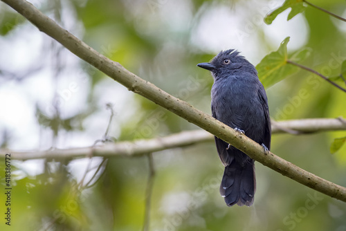 Small black bird perched on the branches of a tree looking to the left photo