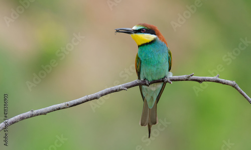 Bienenfresser - European bee-eater (Merops apiaster)