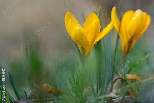 Group of yellow crocus in the forest in February © Julia Hermann