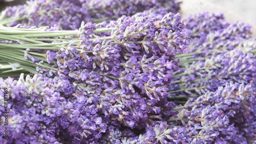 Lavender flower close up and blooming put on the wood table. It give relax herb smell.