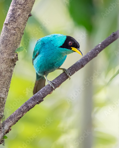 Beautiful blue bird perched on a diagonal branch while looking down