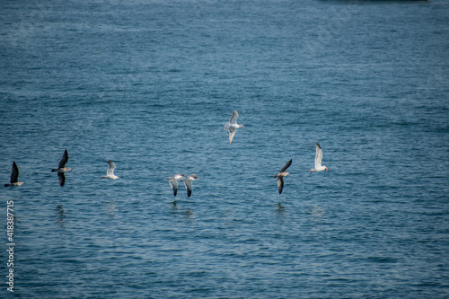 Birds soar over the pacific ocean in Los Angeles 