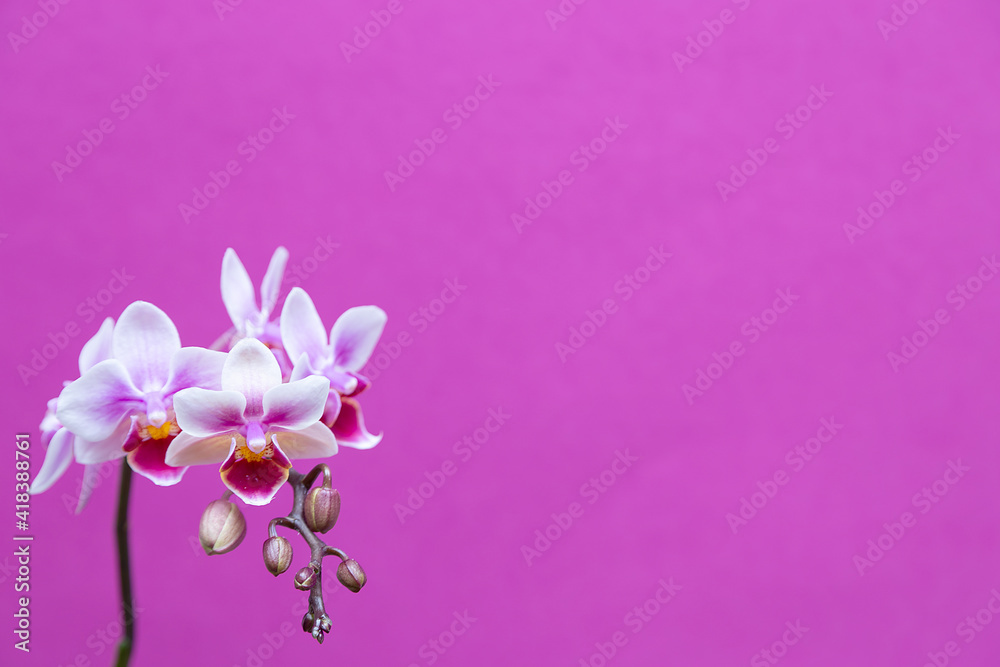 greeting template with pink orchid flowers greeting template with pink orchid flowers