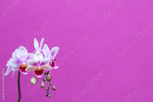 greeting template with pink orchid flowers
