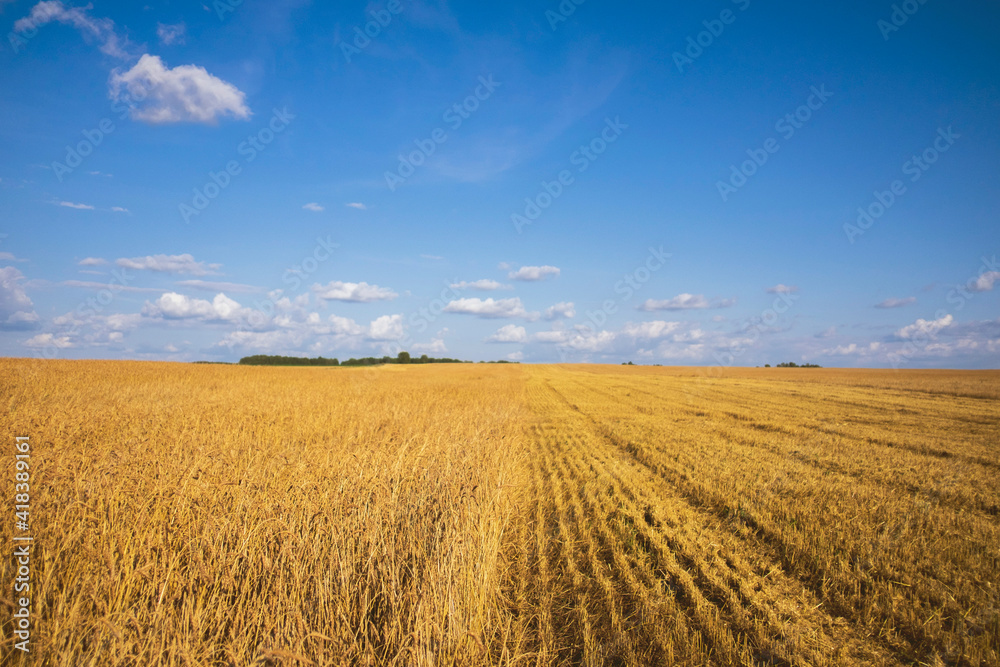 Field landscape of wheat field partly harvested Field landscape of wheat field partly harvested