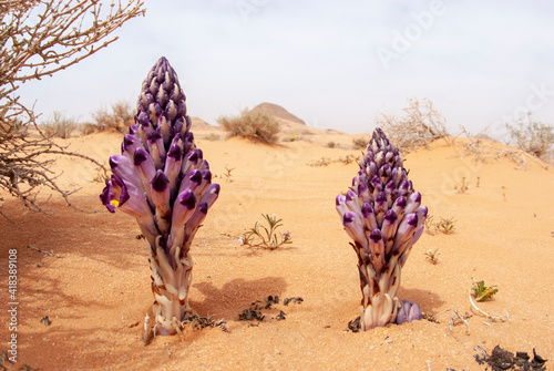 Violet Cistanche (Cistanche salsa) or Violet Broomrape parasitic plant flowering in desert, Wadi Rum, Jordan photo