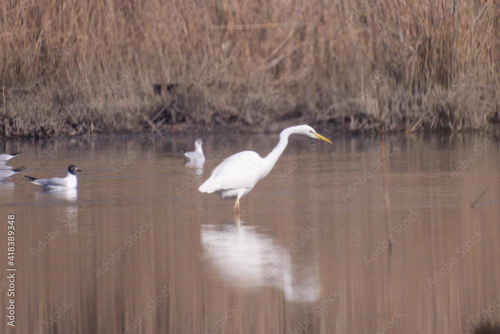 White bird fishing on The Swamp.The Great Egret (Ardea Alba), Also Known As The Common Egret or Great White Hilton. Builds Tree Nests in Colonies Close to Water.